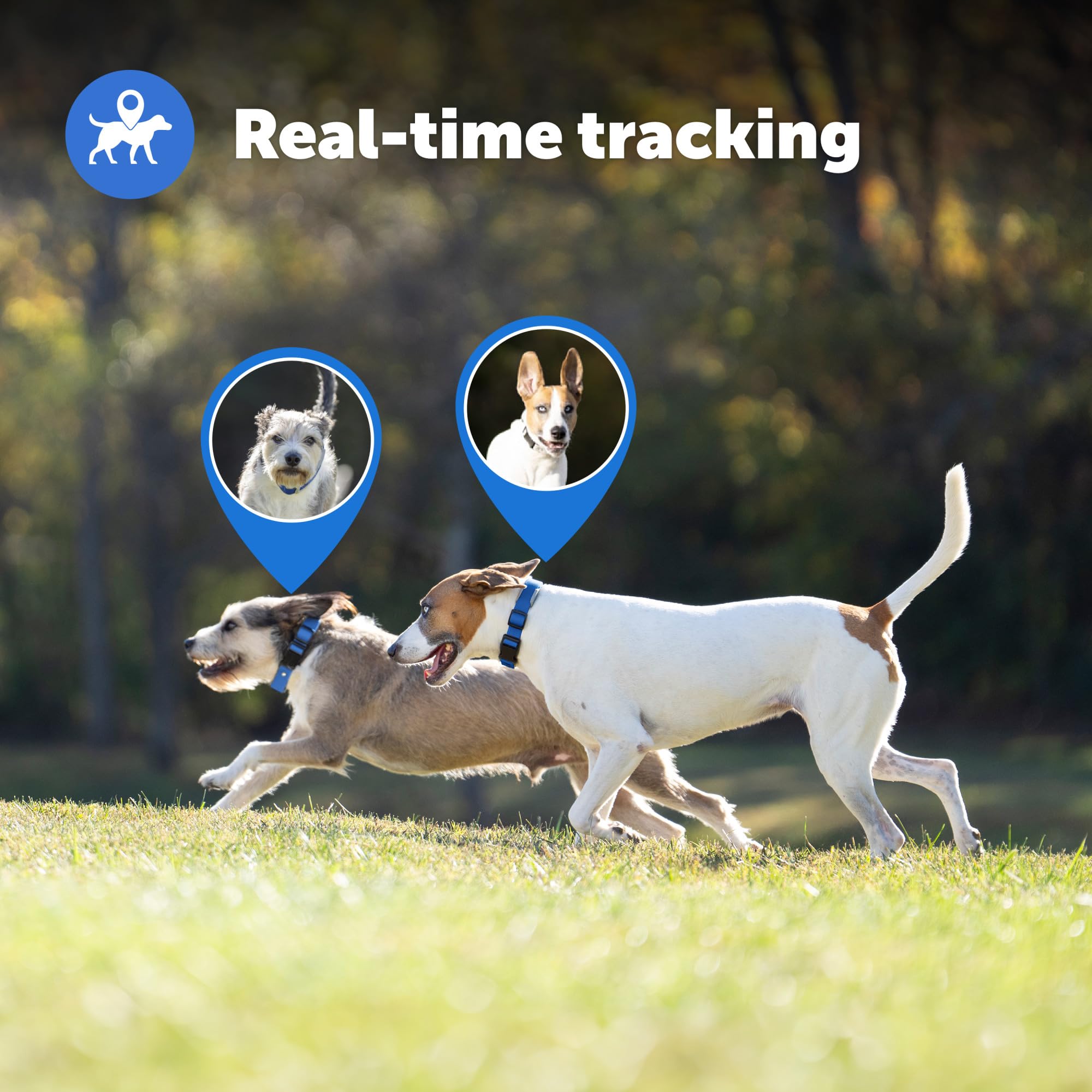 Petsafe Guardian Gps + Tracking Dog Fence Collar With Add'L Pink Collar Strap - Wireless Dog Fence With Real-Time Tracking - Mos